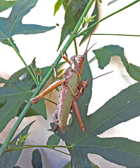 Coryacris angustipennis