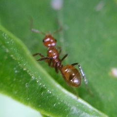 Camponotus dimorphus