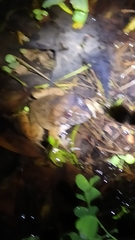 Limnonectes fujianensis