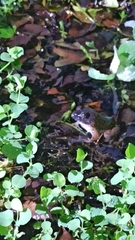 Limnonectes fujianensis