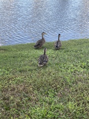Anas platyrhynchos × fulvigula