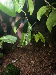 Sipyloidea larryi