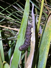 Heliconisa pagenstecheri