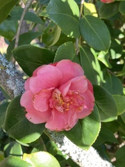Camellia japonica