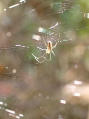 Nephila pilipes