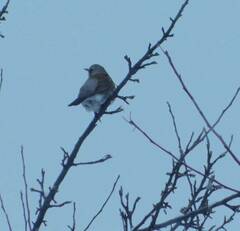 Turdus pilaris
