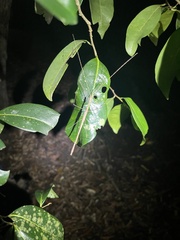 Sipyloidea larryi