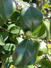 Camellia japonica