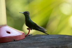 Heliodoxa leadbeateri