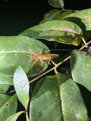 Gryllacrididae