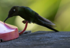Heliodoxa leadbeateri