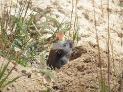 Thomomys