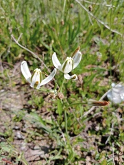 Albuca setosa