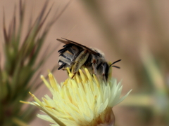 Eucera