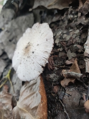 Leucocoprinus brebissonii