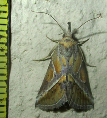 Zekelita leucodonta