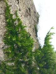 Brachytheciastrum velutinum