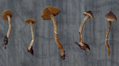 Cortinarius pilatii