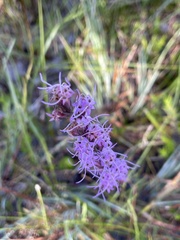 Liatris quadriflora