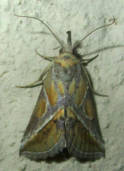 Zekelita leucodonta