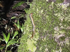 Ethmostigmus rubripes