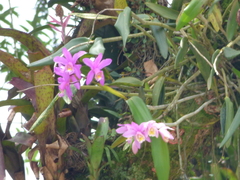 Cattleya harrisoniana