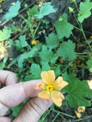 Modiolastrum malvifolium