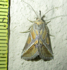 Zekelita leucodonta