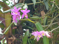 Cattleya harrisoniana
