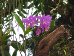 Cattleya harrisoniana