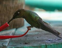 Heliodoxa leadbeateri