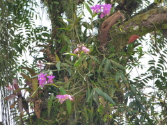 Cattleya harrisoniana