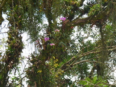 Cattleya harrisoniana