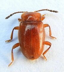 Danae testacea