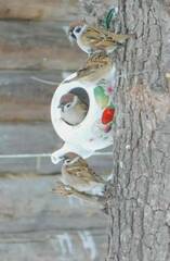 Passer montanus