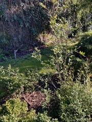 Ochna serrulata