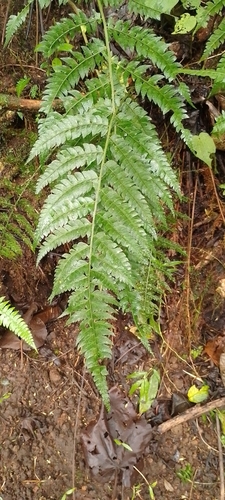 Polystichum platyphyllum observed 2022-12-02