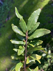Ochna serrulata