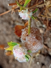 Trifolium tomentosum