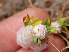 Trifolium tomentosum