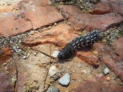 Bunaea alcinoe
