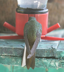 Boissonneaua flavescens