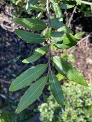 Ochna serrulata