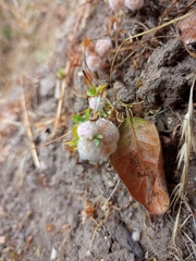 Trifolium tomentosum
