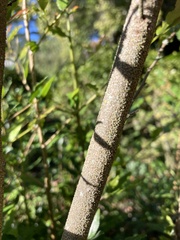Ochna serrulata