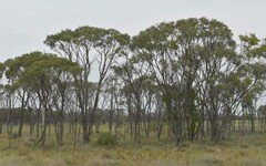 Acacia tephrina