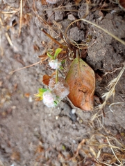 Trifolium tomentosum