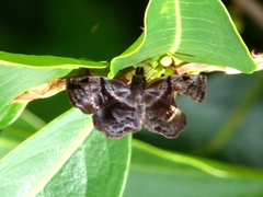 Helias phalaenoides