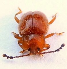 Danae testacea