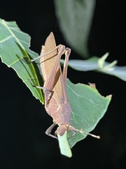 Desmoptera truncatipennis
